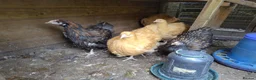 Chickens poultry for sale: Pair of young gold laced Orpingtons - Advert 4