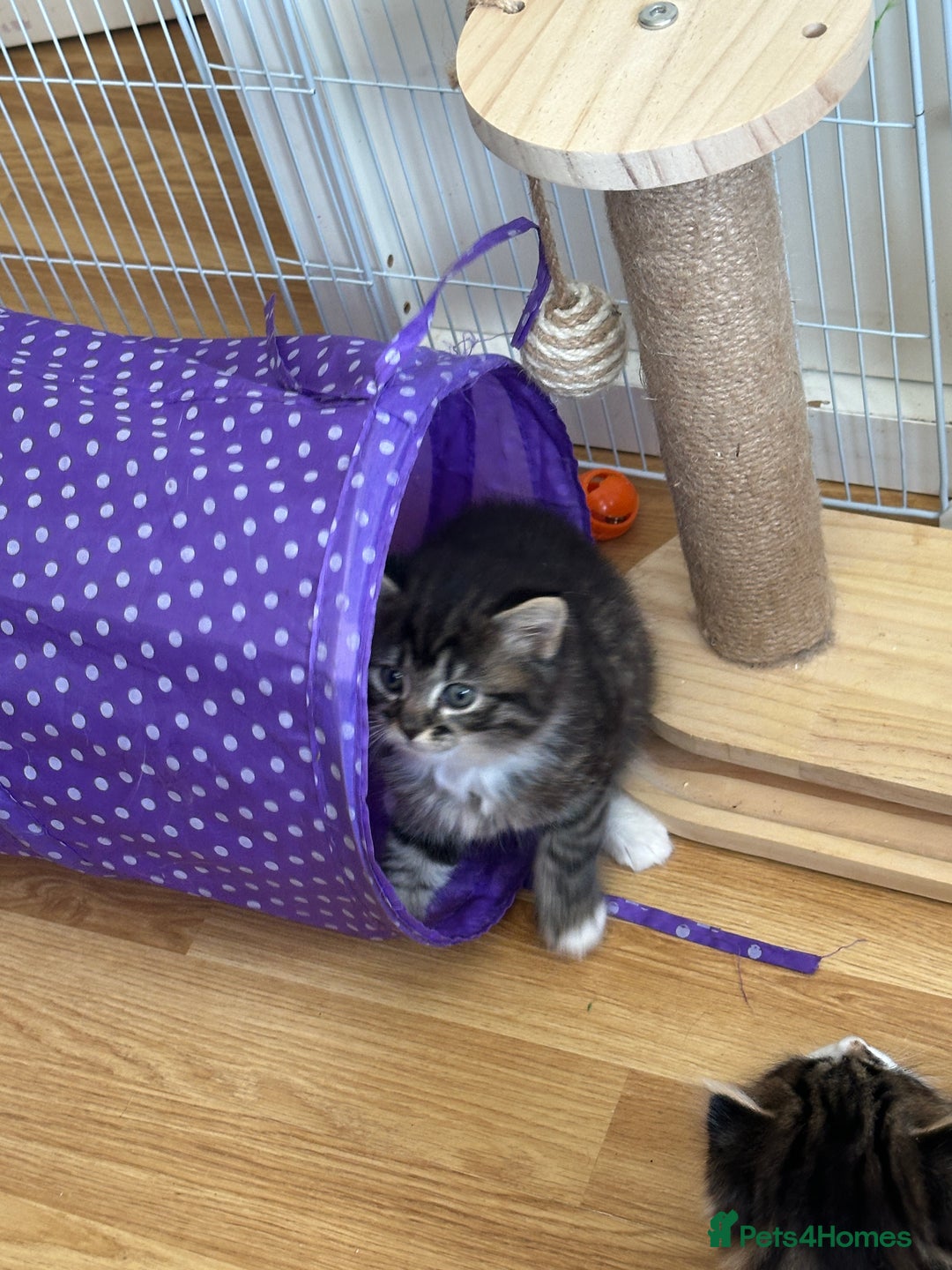 British Longhair cats for sale: Ready Now!! Beautiful BLH Kittens 💜🐾 - Image 17