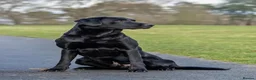 Labrador Retriever dogs for sale: Beautiful Labrador Puppies - Advert 9