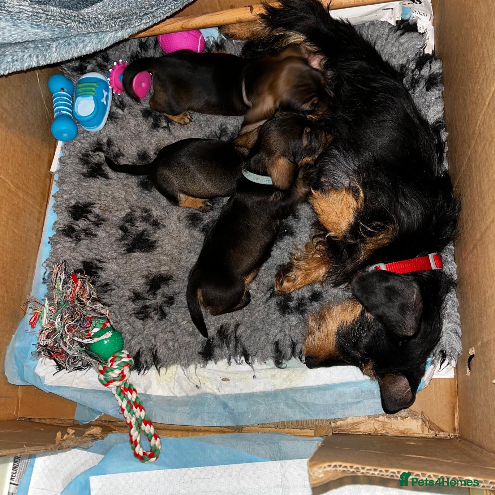 Miniature Dachshund dogs Adorable Miniature Wired haired Dachshund puppies - Advert 2