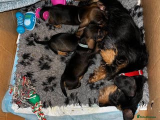Miniature Dachshund dogs 2 Boys Miniature Wirehaired Dacshund left. - Advert 3