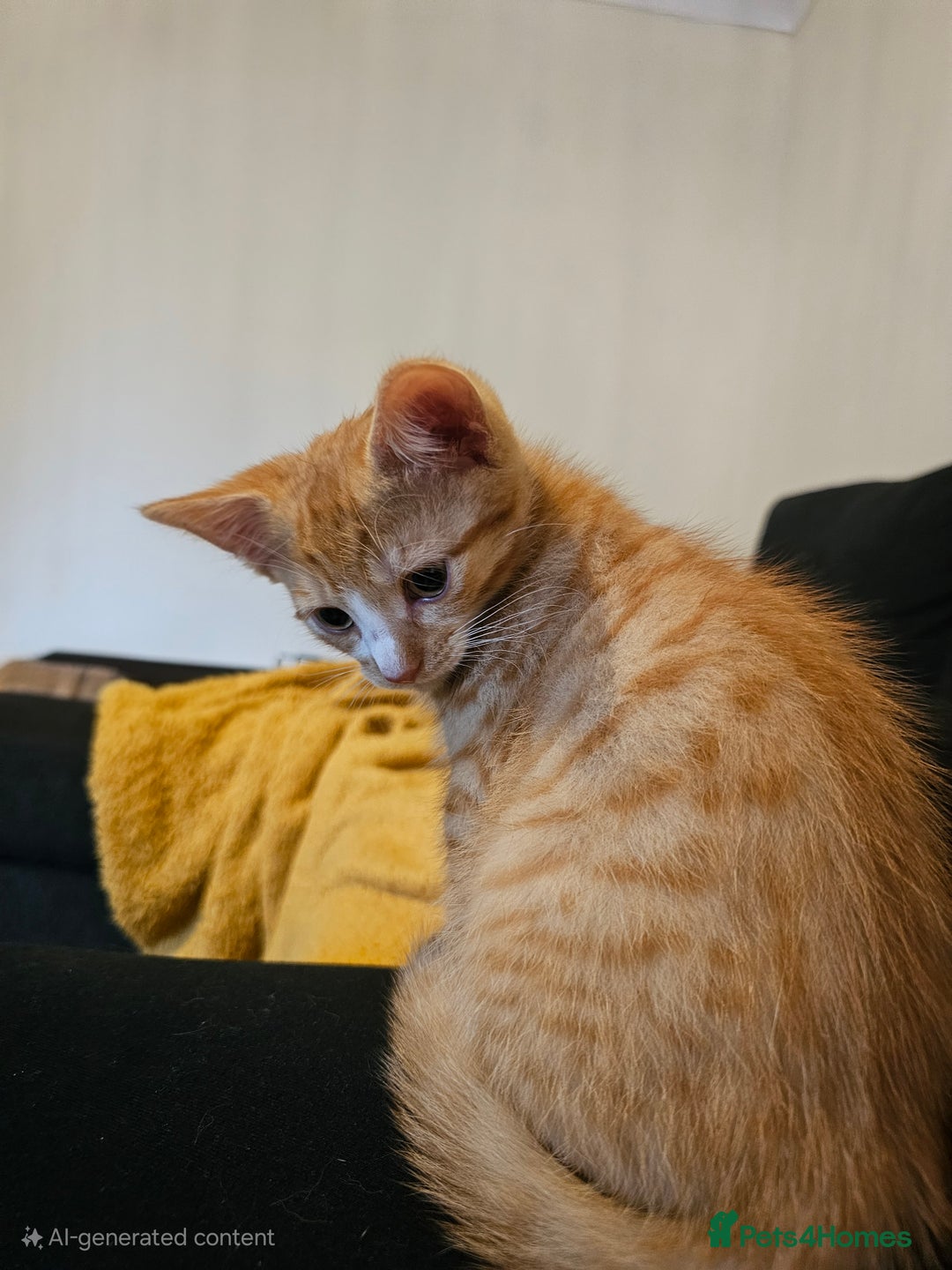 Domestic Shorthair cats for sale: Two ginger brothers  - Image 8