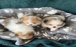Pomeranian dogs for sale: Fluffy Pomeranian puppies - Image 7