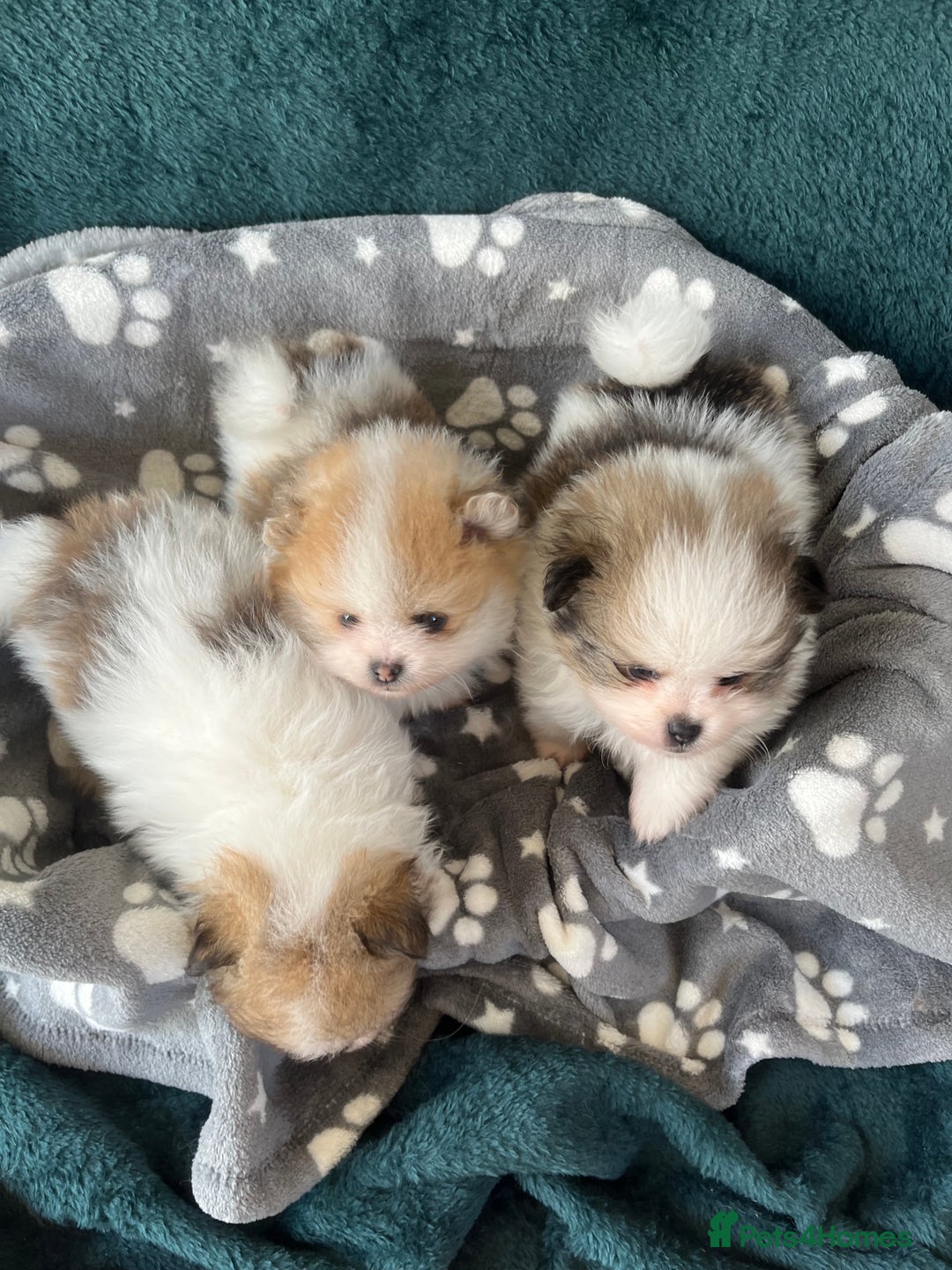 Pomeranian dogs for sale: Fluffy Pomeranian puppies - Image 7