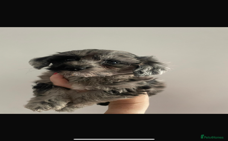 Maltipoo dogs - Advert 8