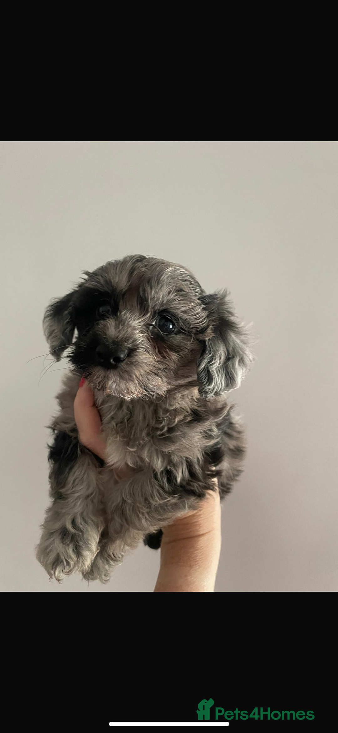Maltipoo dogs for sale: Maltipoo ** merle ** size  - Image 1