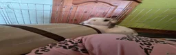 English Spot rabbits for sale: Neutred beautiful boy looking gor his forever home - Advert 14