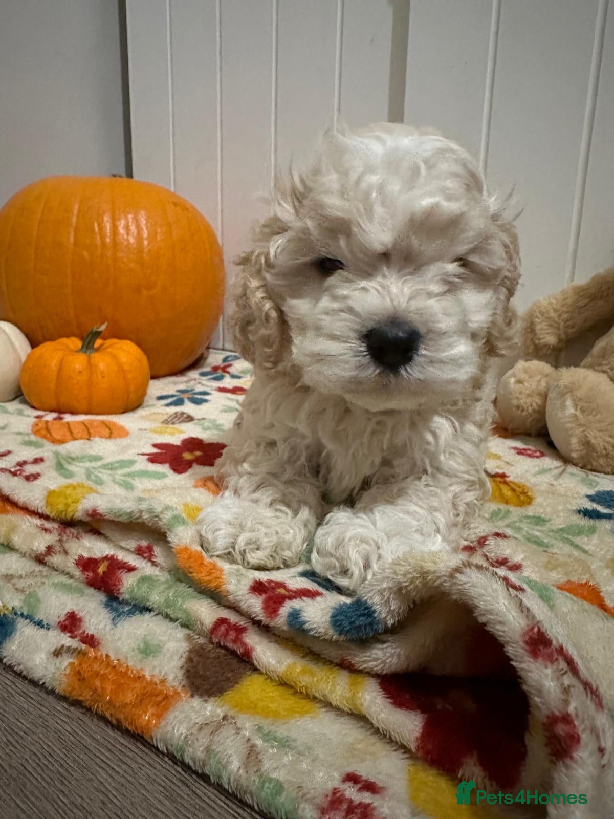 Mixed Breed dogs for sale: Silky Cocker Boy  - Advert 1