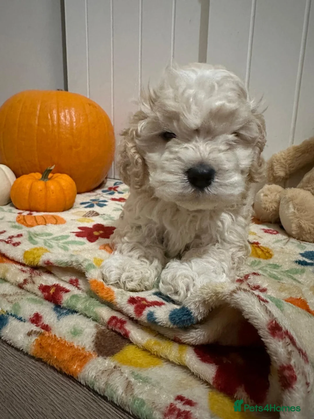Mixed Breed dogs for sale: Silky Cocker Boy  - Advert 1