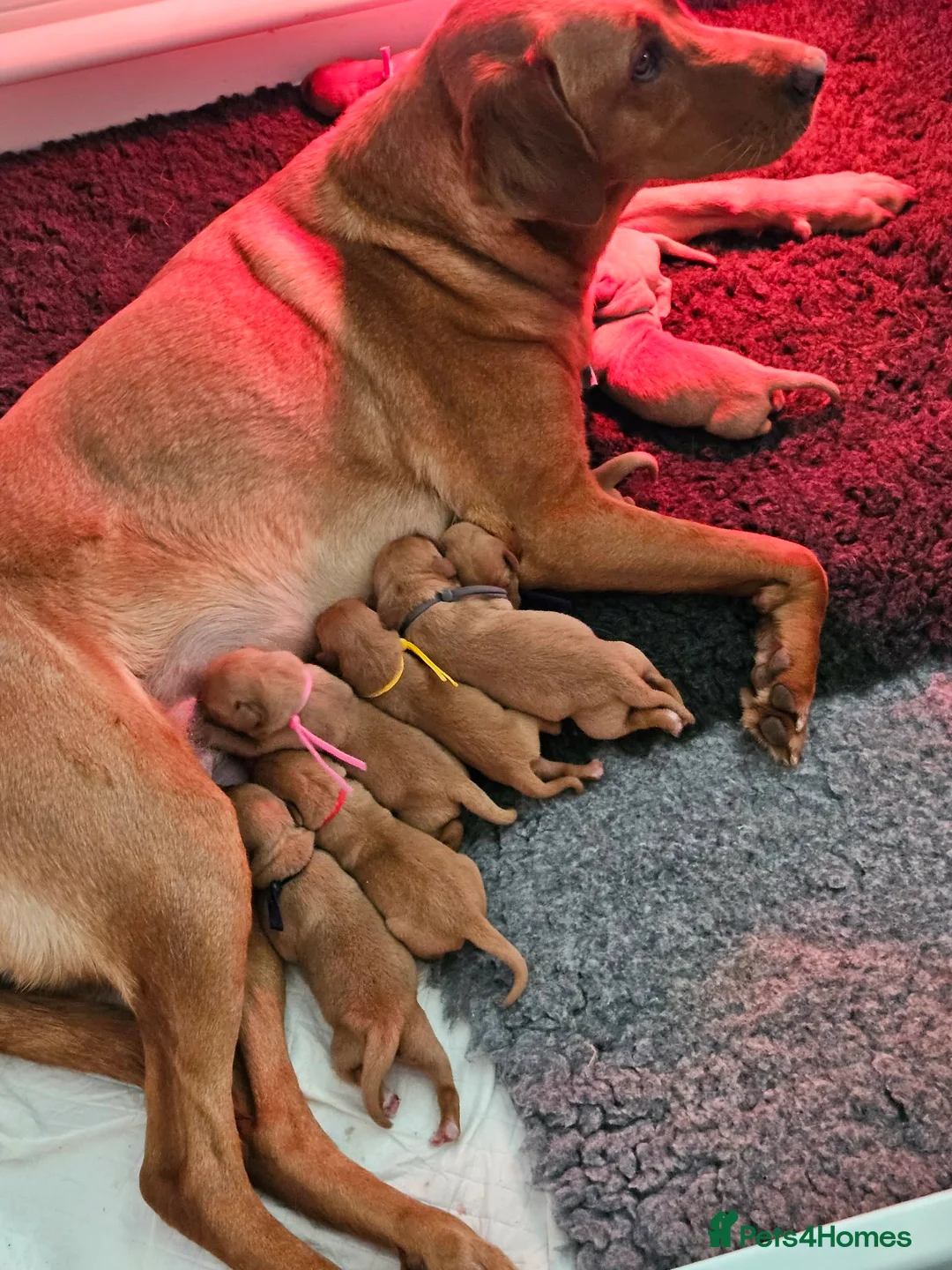 Labrador Retriever dogs for sale: Fox red Labrador puppies  in Thetford - Advert 6
