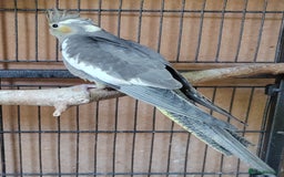 Cockatiels birds for sale: Young aviary bred Cockatiels  - Image 6