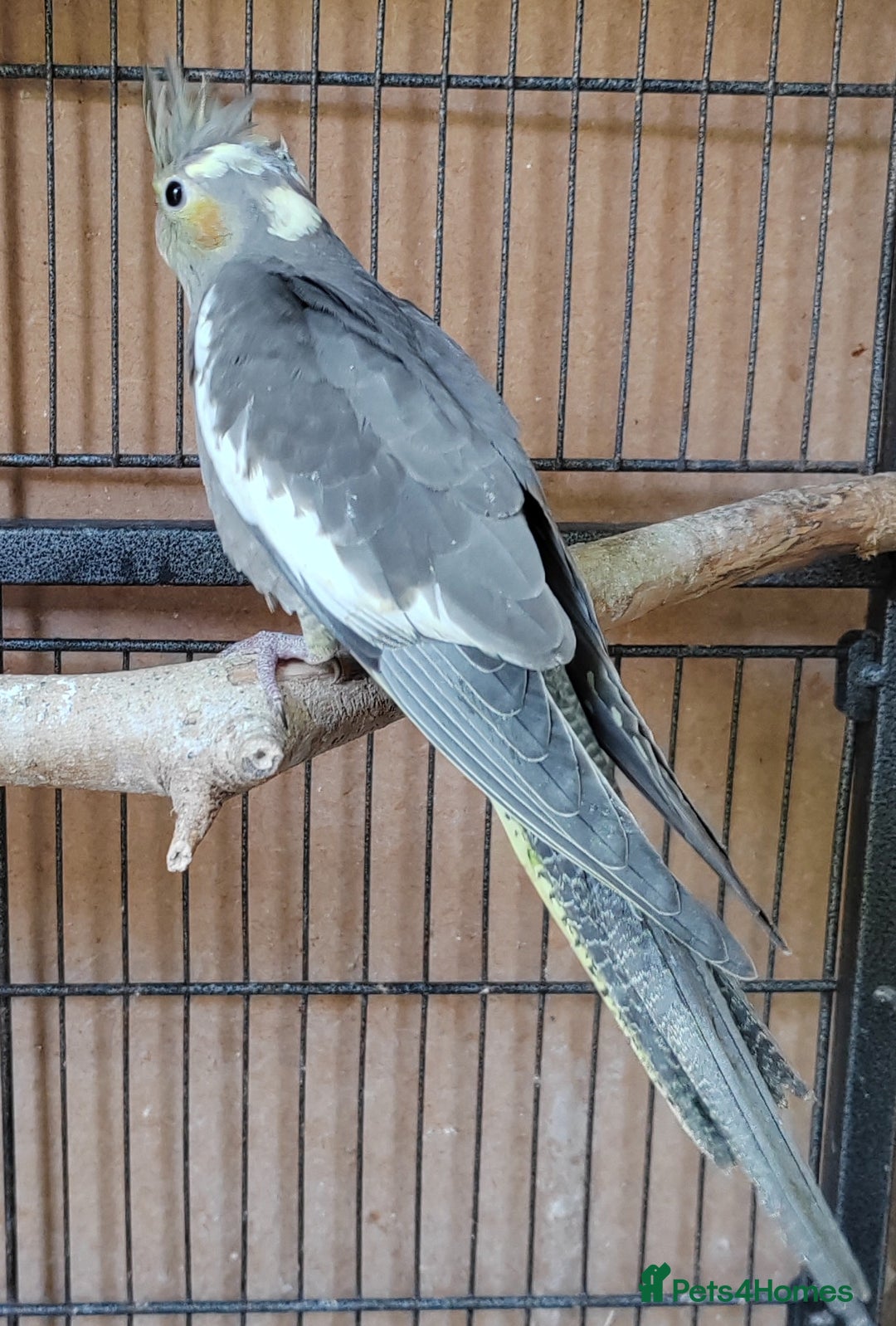Cockatiels birds for sale: Young aviary bred Cockatiels  - Image 6