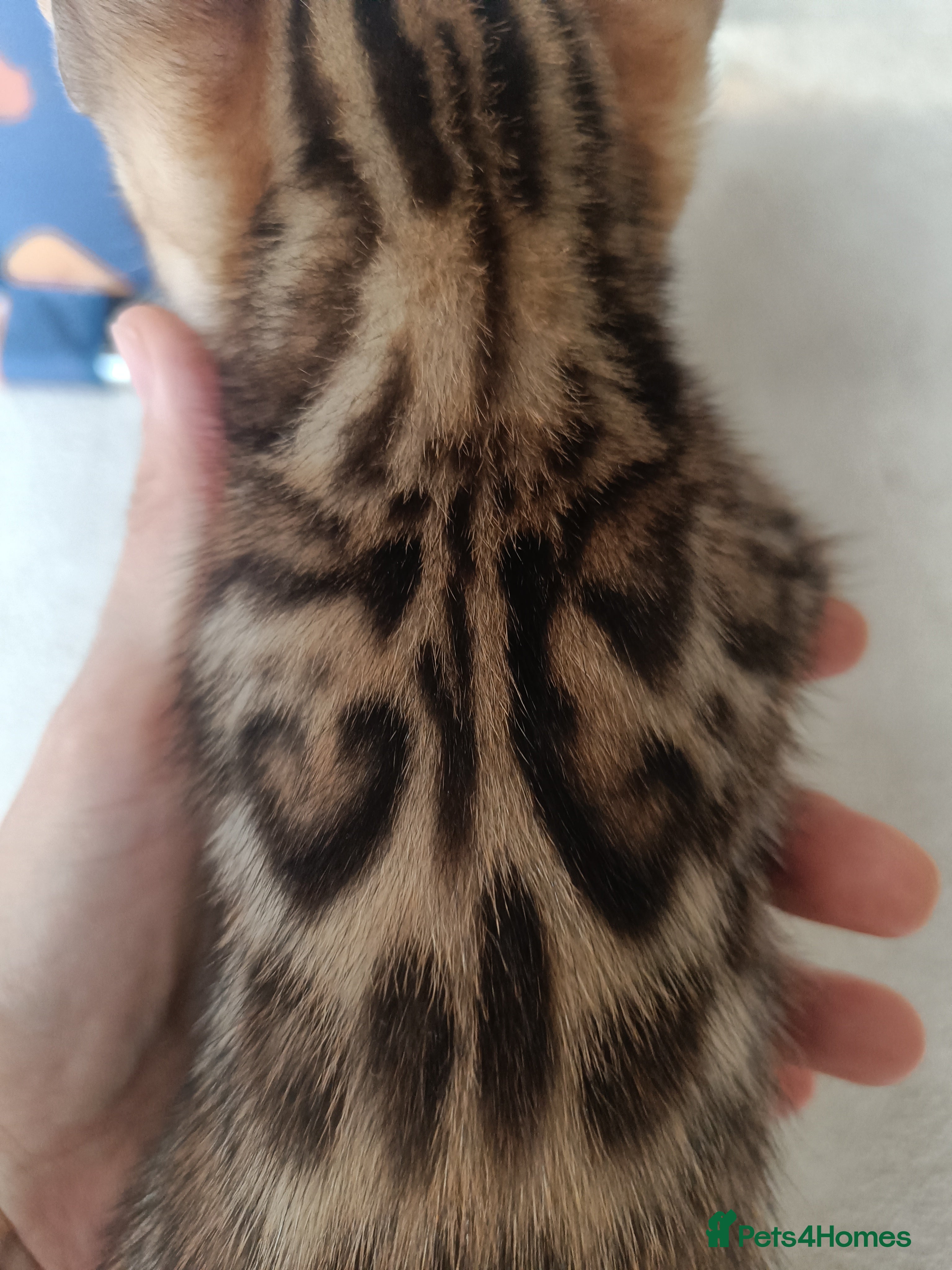 Bengal cats Absolutely beautiful pedigree bengal kittens - Advert 2