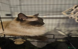 Ragcoon cats for sale: 2 Male kittens looking for forever homes  - Image 22