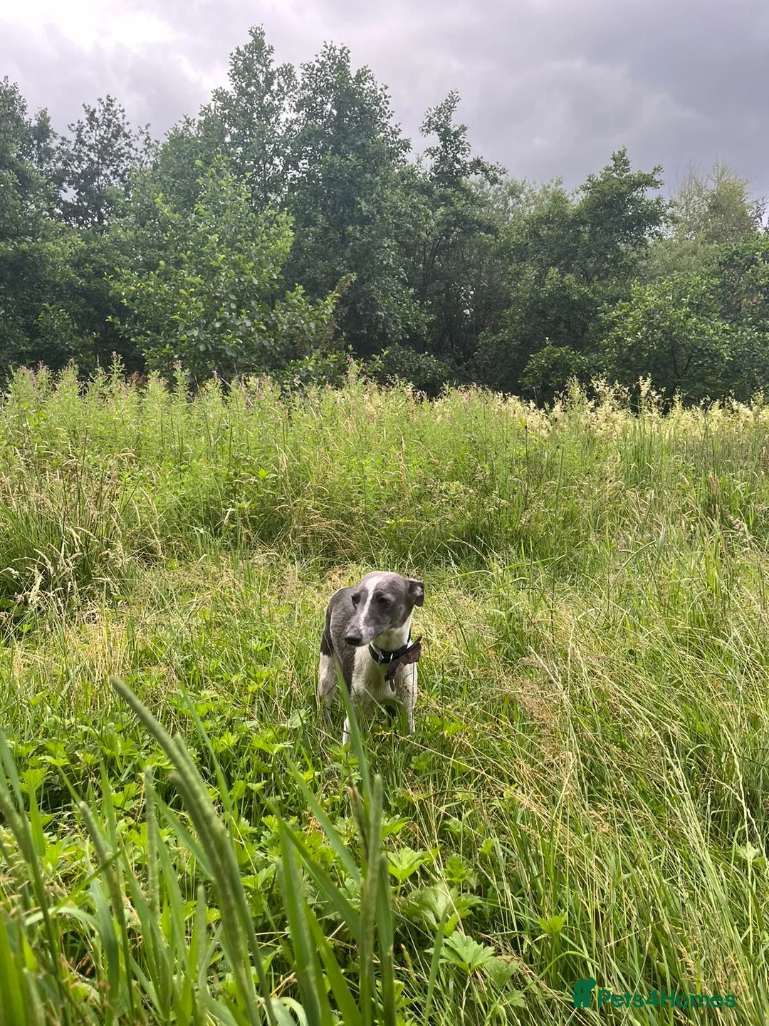 Whippet dogs for sale: 💕⭐️KC WHIPPET PUPS⭐️ 💕 - Advert 3