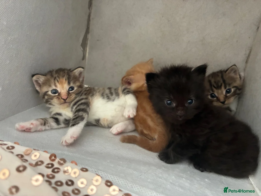 Domestic Shorthair cats for sale: Kittens looking for forever families 🫶🏼 - Advert 2