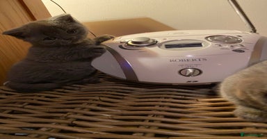 British Shorthair cats - Advert 6