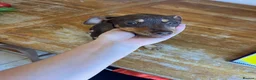 Jack Russell dogs for sale: Beautiful Jack Russell in Chocolate and Silver - Advert 25