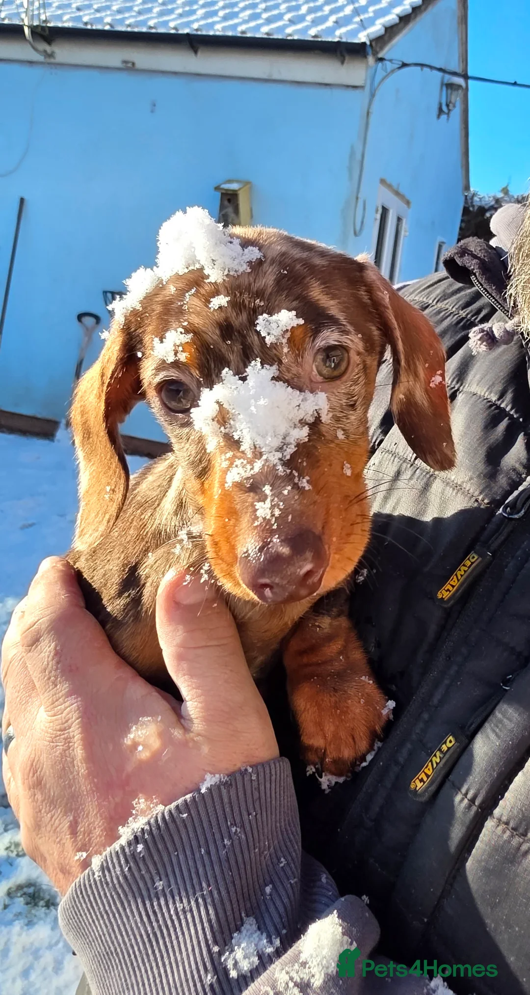 Miniature Dachshund dogs for sale: RESERVED KC Male choc&tan dapple smooth mini daxie - Advert 8