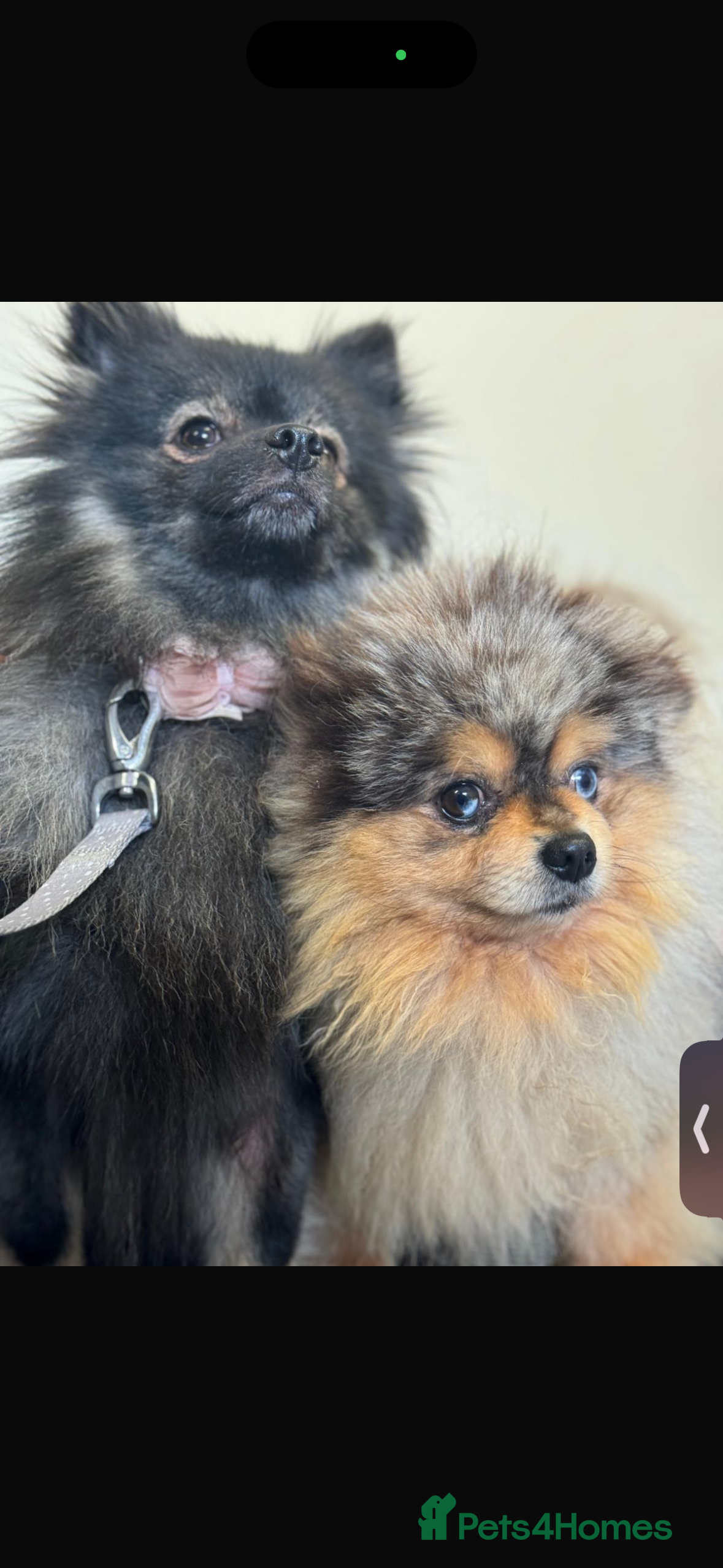 Pomeranian dogs 1 male 1 female  - Advert 16