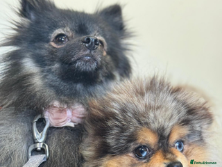 Pomeranian dogs 1 male 1 female - Advert 10