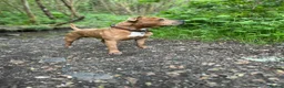 Staffordshire Bull Terrier dogs for stud: KC Registered Red / Fawn Staffy Stud  - Advert 3