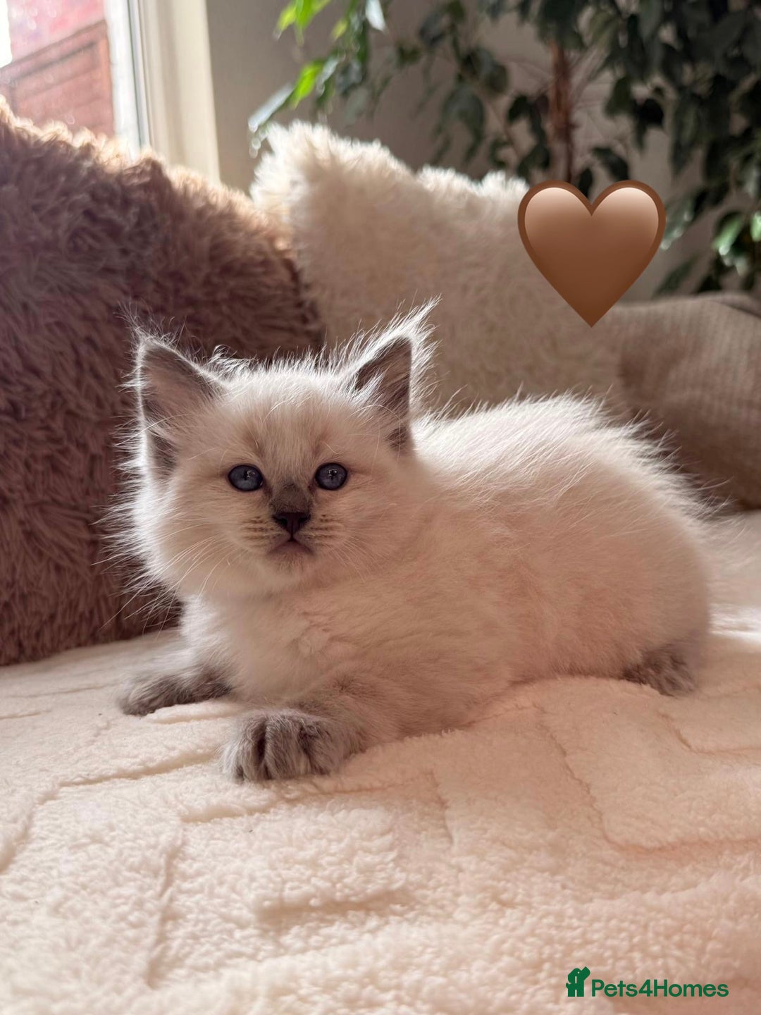 Ragdoll cats for sale: 🩷🌸7 weeks🌸6 Purebred Ragdoll🌸🩷 - Advert 12