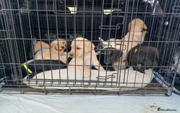 Labrador Retriever dogs for sale: KC Registered Labrador pups  - Image 5