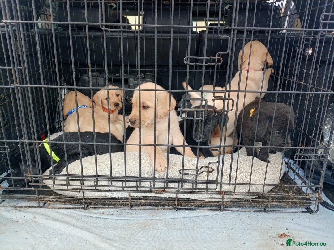 Labrador Retriever dogs for sale: KC Registered Labrador pups  - Image 5