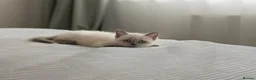 British Shorthair cats for sale: Rare colours British Kittens, ready soon.  - Advert 16