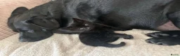 Mixed Breed cats for sale: 4 Adorable playful black kittens. Litter trained  - Advert 22