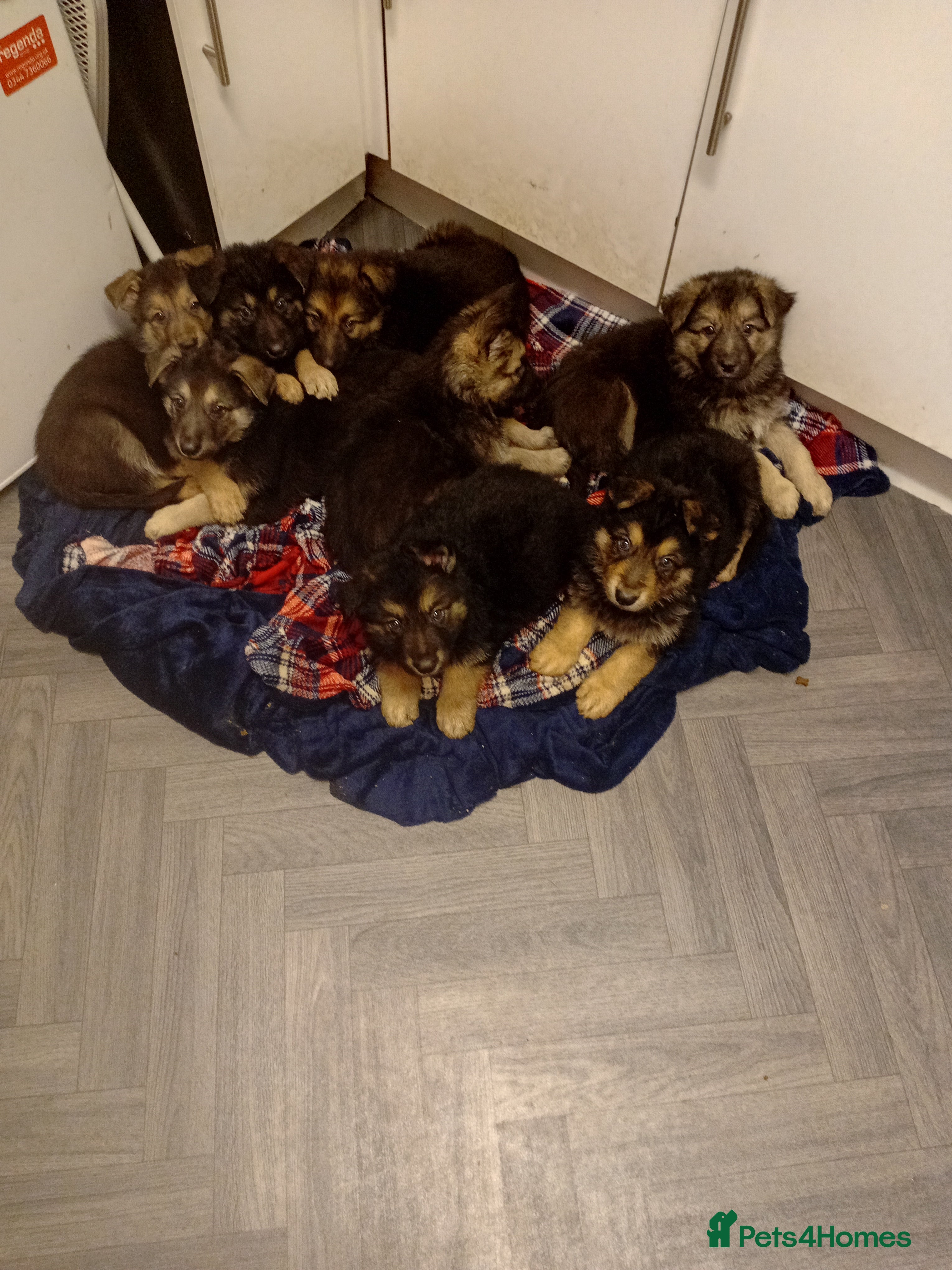 German Shepherd dogs 5 beautiful big boned pups  - Advert 6