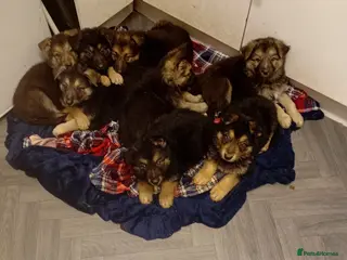 German Shepherd dogs 5 beautiful big boned pups - Advert 6