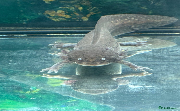 Axolotl reptiles 2 axolotls  - Advert 1
