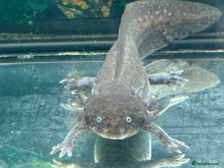 Axolotl reptiles for sale: 2 axolotls - Advert 1