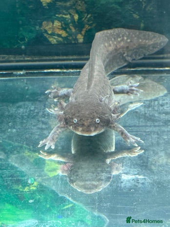 Axolotl reptiles 2 axolotls - Advert 1