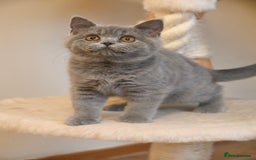 British Shorthair cats for sale: Beautiful GCCF kittens ready now  - Image 4