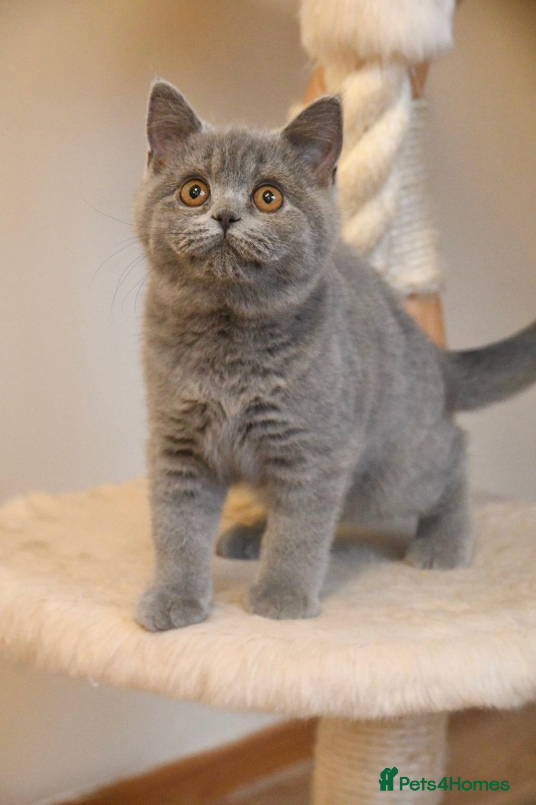 British Shorthair cats for sale: Beautiful GCCF kittens ready now  - Image 4