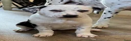 Mixed Breed dogs for sale: Dalmatian x collie puppies in Stone - Advert 2
