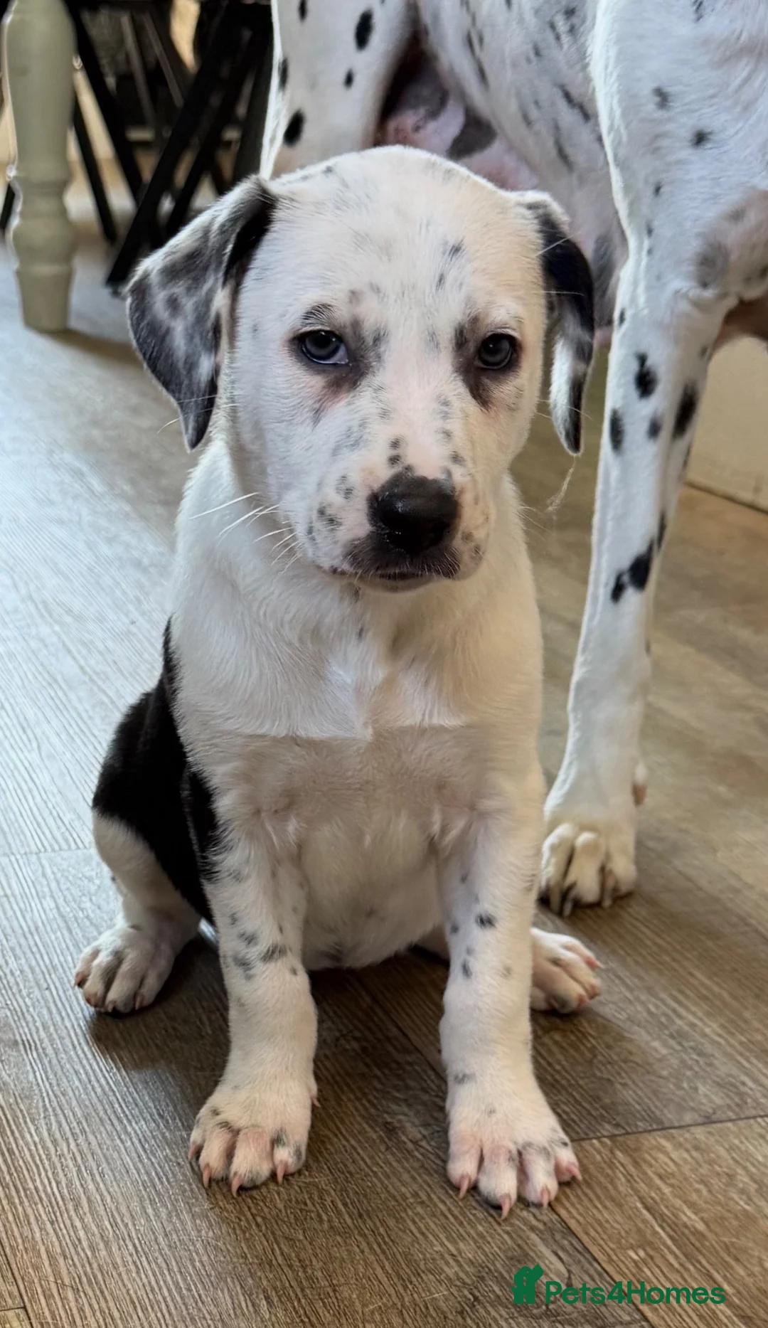Mixed Breed dogs for sale: Dalmatian x collie puppies in Stone - Advert 2