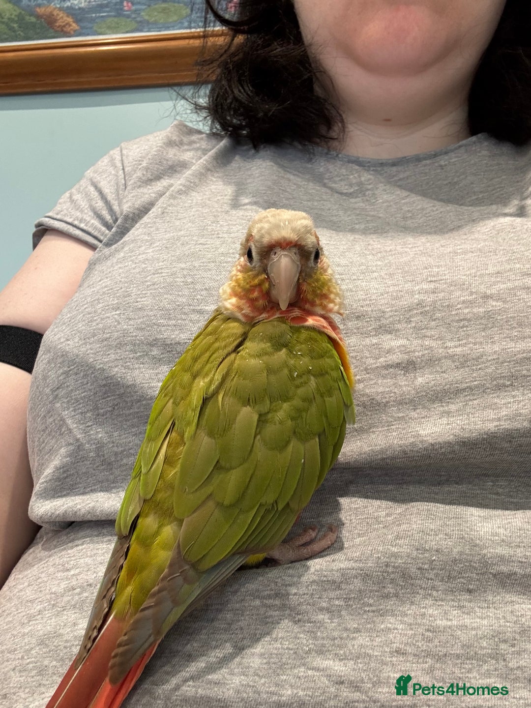 Conures birds for sale: 1 year old pineapple conure - Advert 1