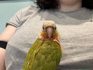 Conures birds 1 year old pineapple conure - Advert 2