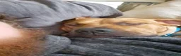 Presa Canario dogs for sale: Dobby the 2 year old presa canario  in Morecambe - Advert 4