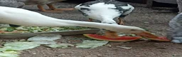 Mixed Breed livestock for sale: Indian Runner ducks  - Advert 7