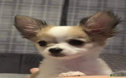 Chihuahua dogs for stud: Long haired chihuahua for stud  - Image 6