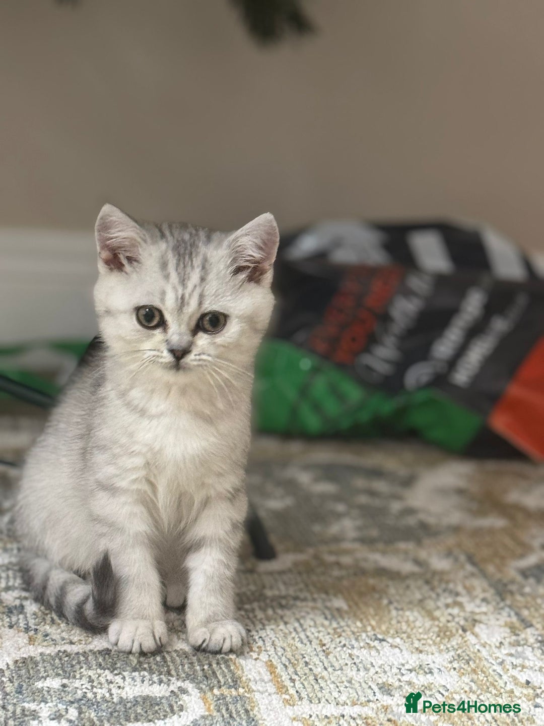 British Shorthair cats for sale: 2 TICA registered BSH kittens  - Advert 23