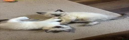 Ragdoll cats for sale: Pure Ragdoll kittens - Advert 28