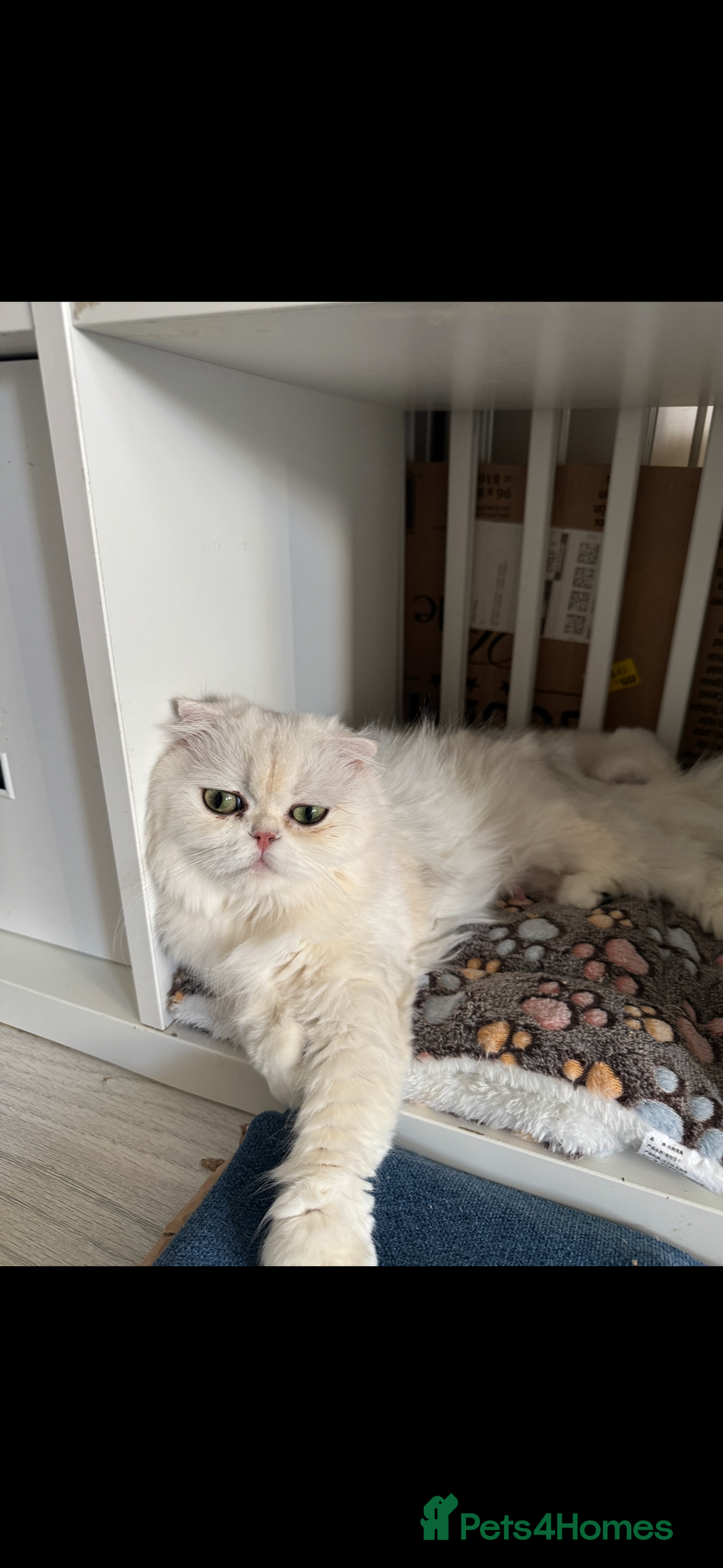 Scottish Fold cats for sale: 2 Stunning Scottish Fold Litters Available - Advert 2