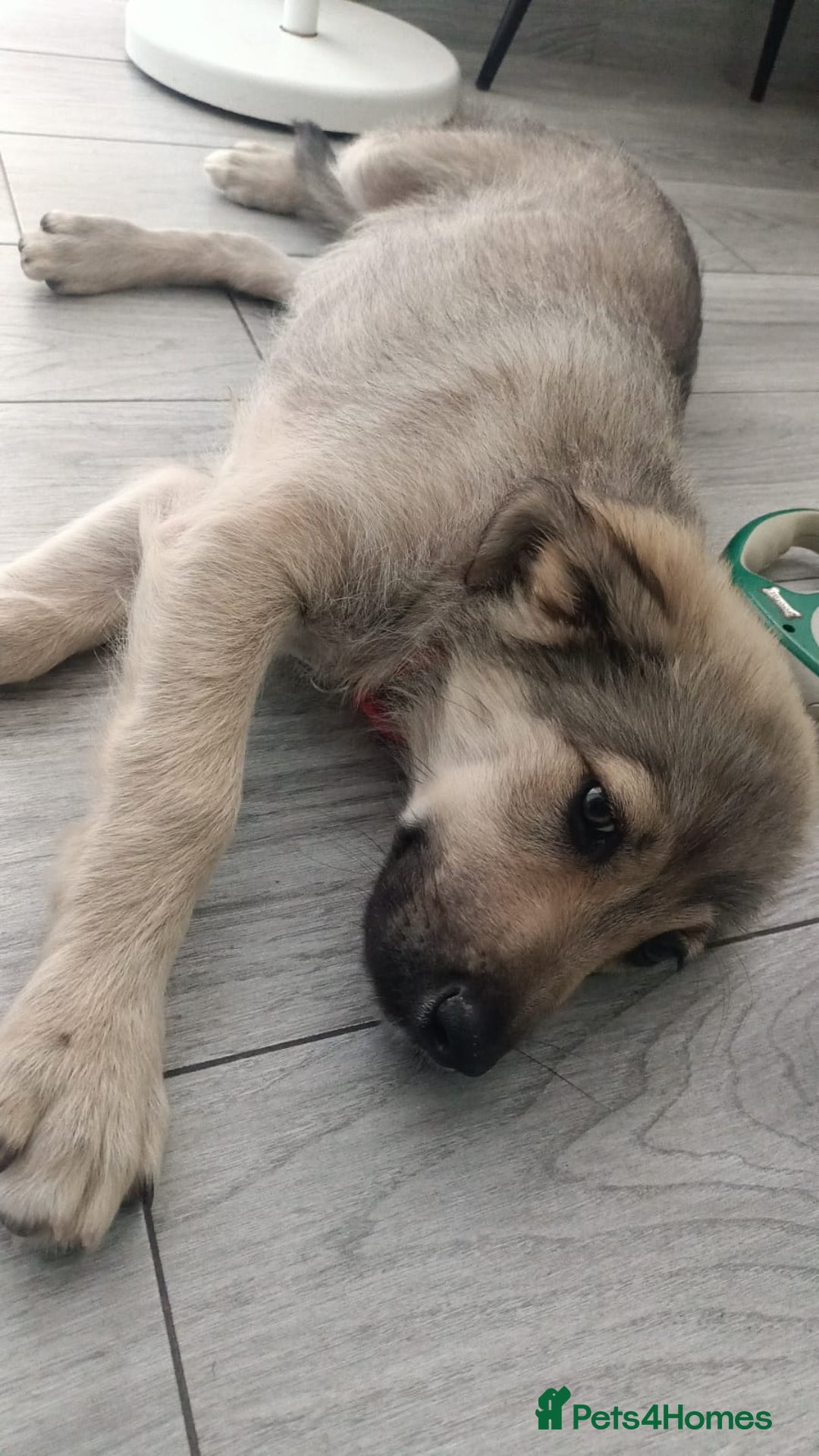 Mixed Breed dogs for adoption: SISSY, a Beautiful Young Girl - for a Loving Home - Image 19