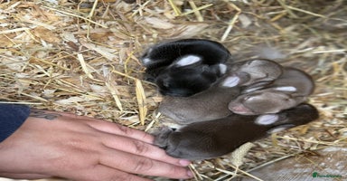 Mini Lop rabbits - Advert 12